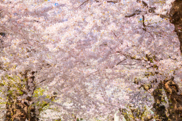 桜・春・5月