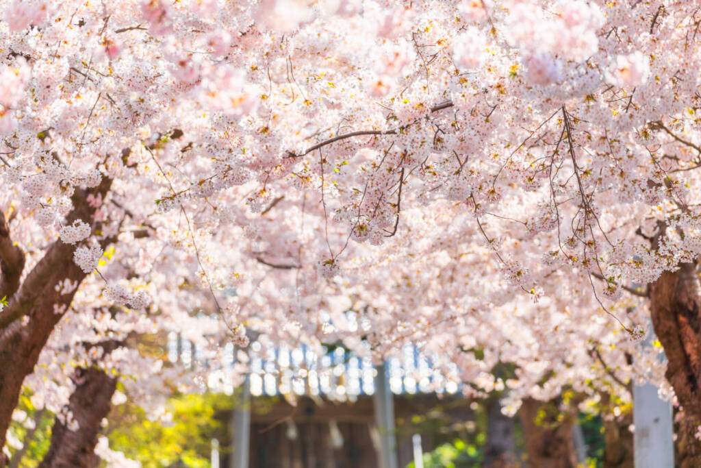 住三吉の宿　桜山路　/ SakuraSanro / 函館の一軒宿